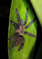 Pachistopelma rufonigrum