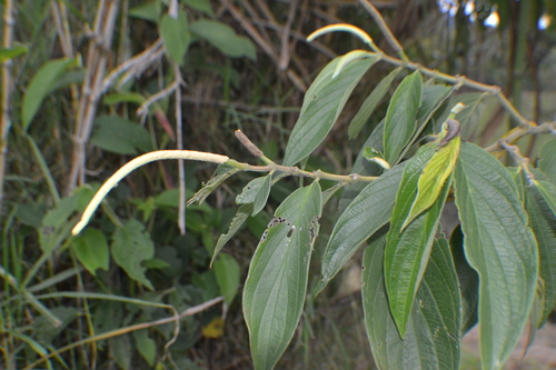 Caracas pepper (Piper jacquemontianum)