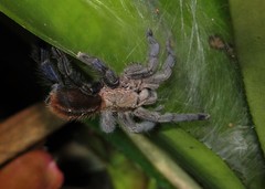 Pachistopelma rufonigrum