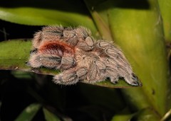 Pachistopelma rufonigrum