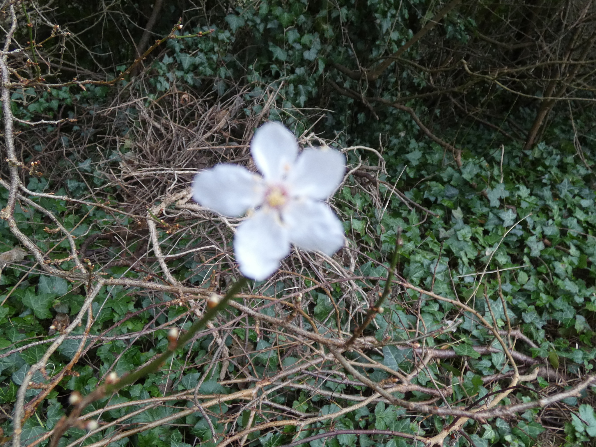 Imagem de Cerejeira-roxa