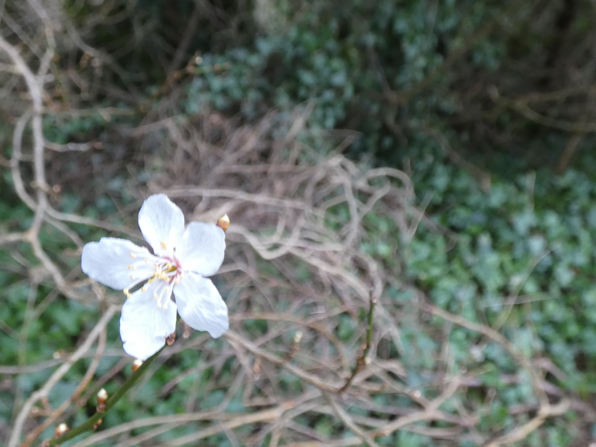Imagem de Cerejeira-roxa
