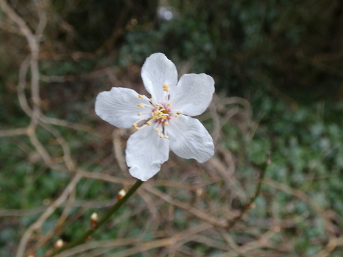 Cherry plum