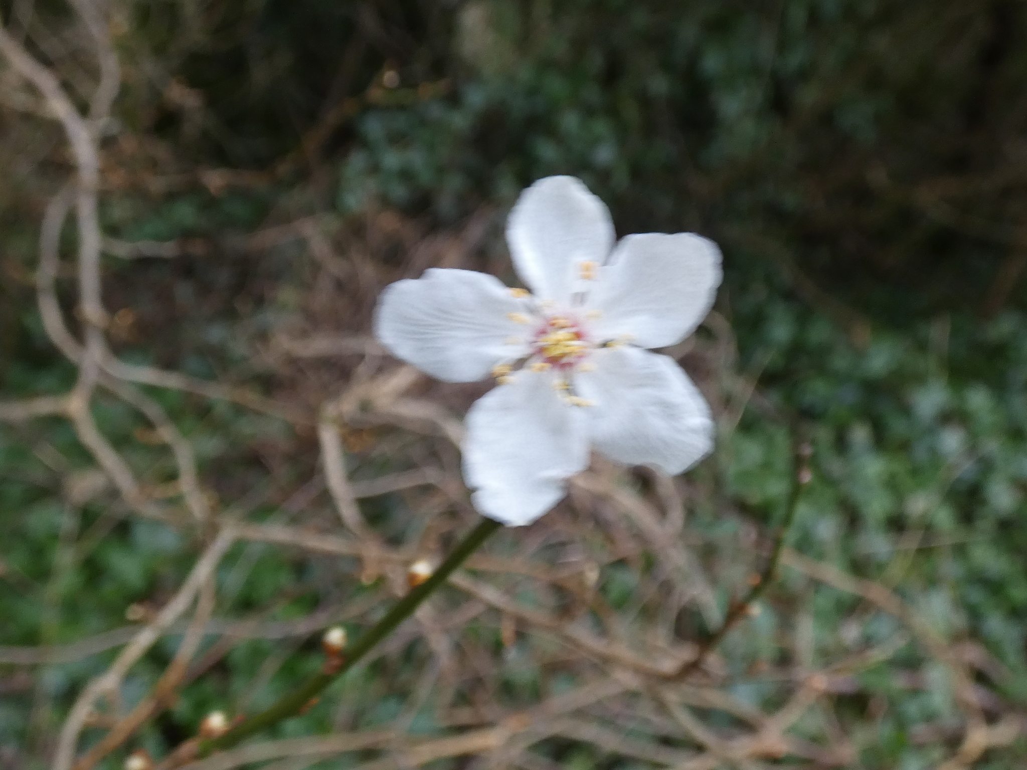 Imagem de Cerejeira-roxa