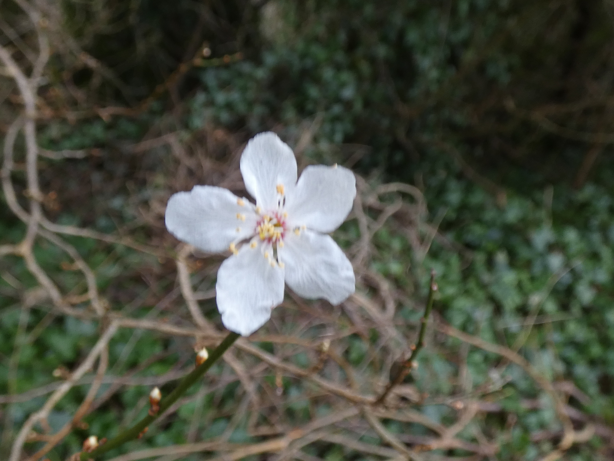 Imagem de Cerejeira-roxa