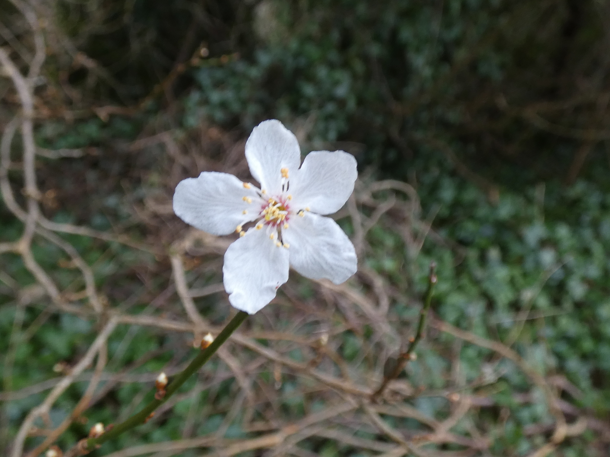 Imagem de Cerejeira-roxa
