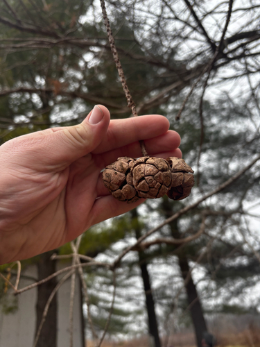 Foto de Cipreste calvo ou cipreste do pântano