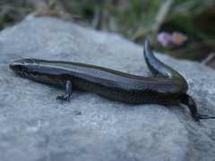 Plestiodon dugesii