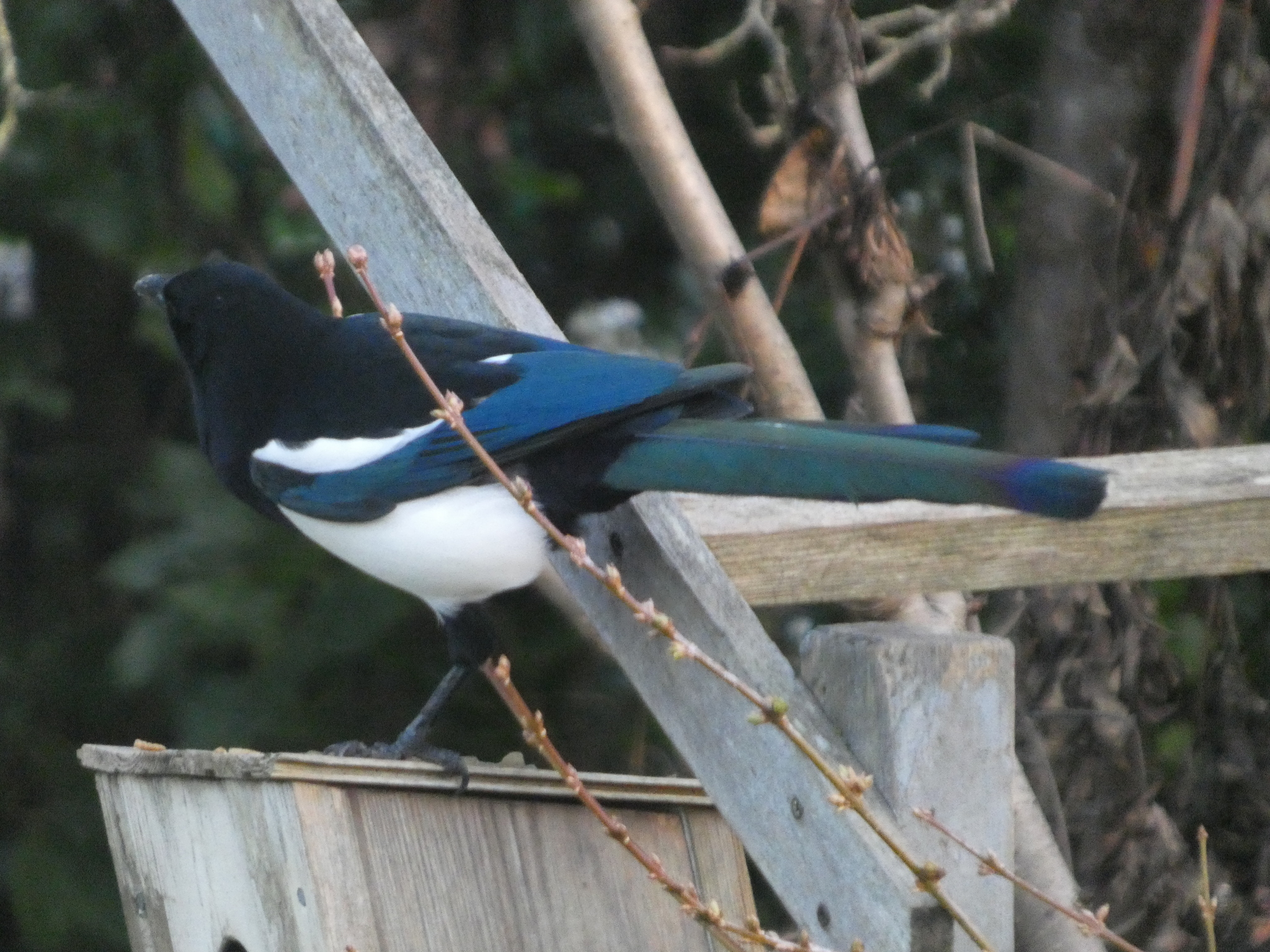 Eurasian Magpie (Pica pica), photo 10