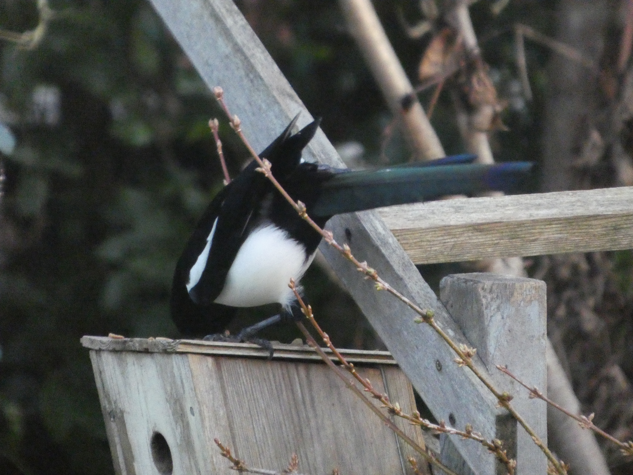 Eurasian Magpie (Pica pica), photo 4