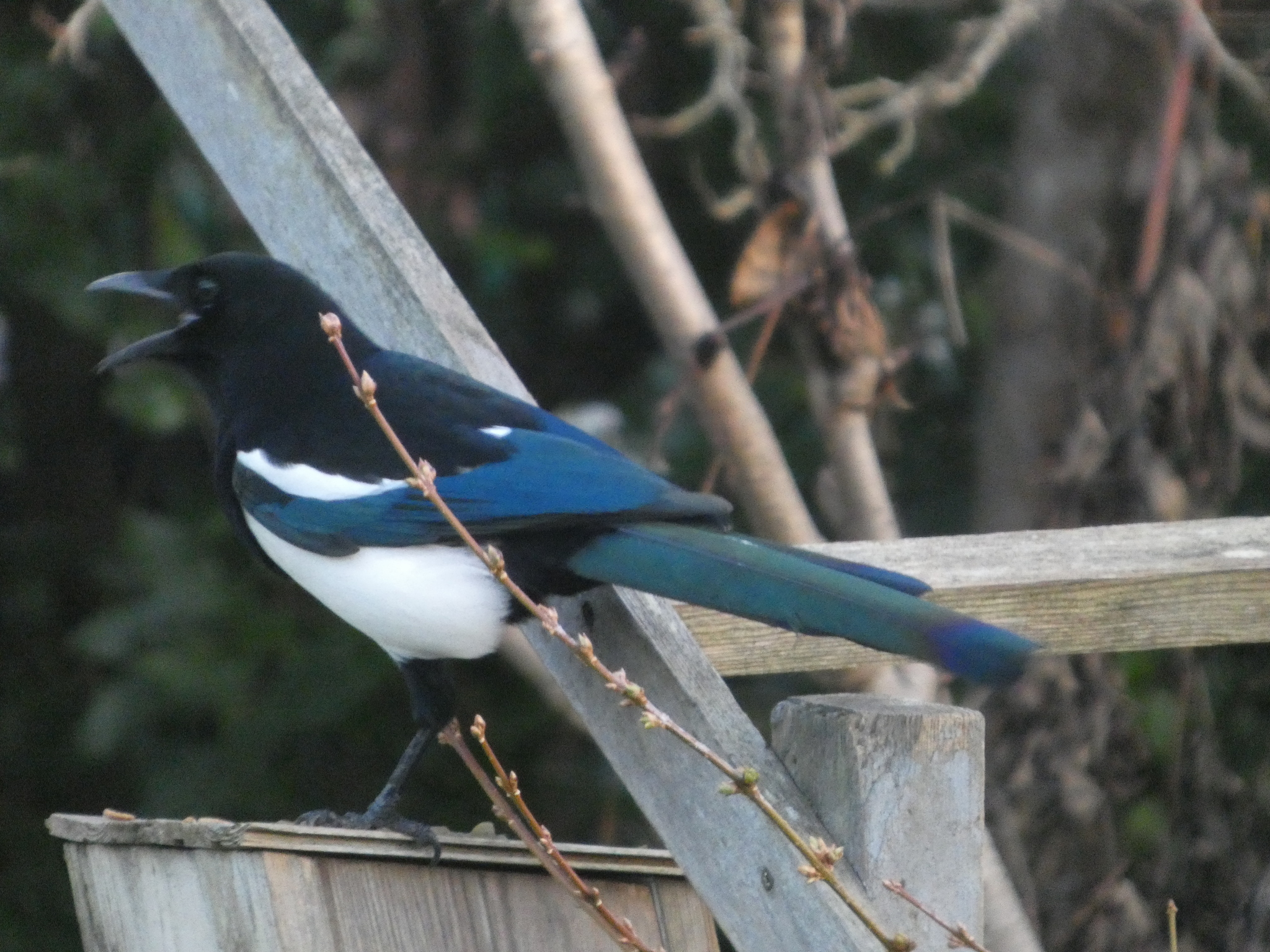 Eurasian Magpie (Pica pica), photo 3