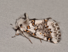 Aglaosoma periblepta