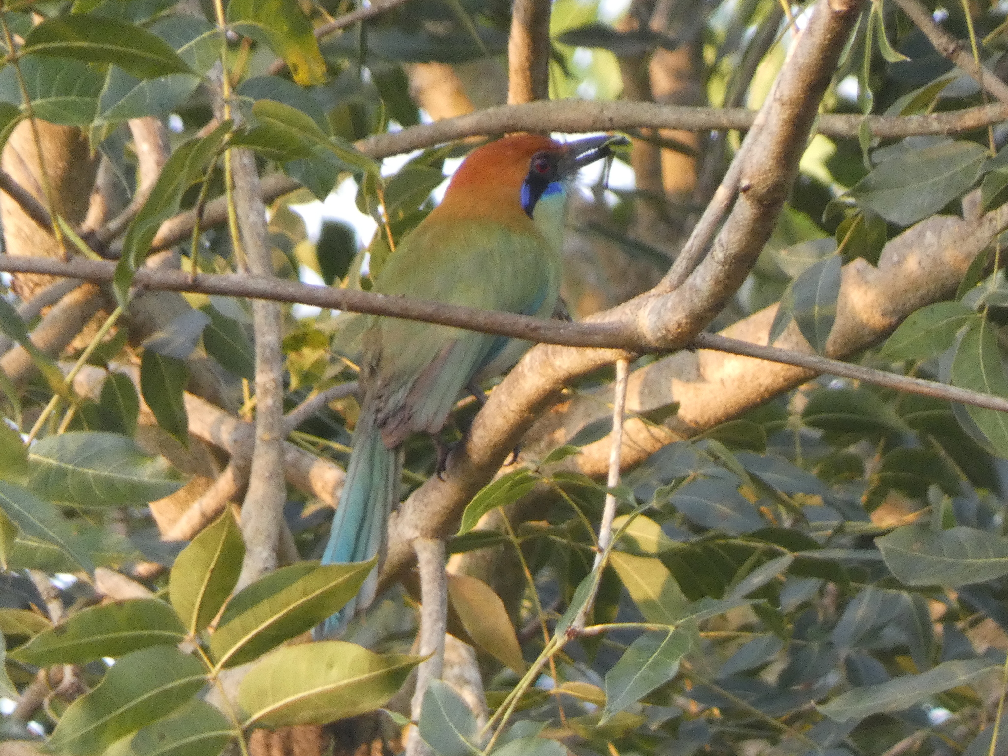Russet-crowned Motmot (Momotus mexicanus), photo 3