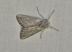Cerura melanoglypta