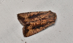 Dasygaster ligniplena