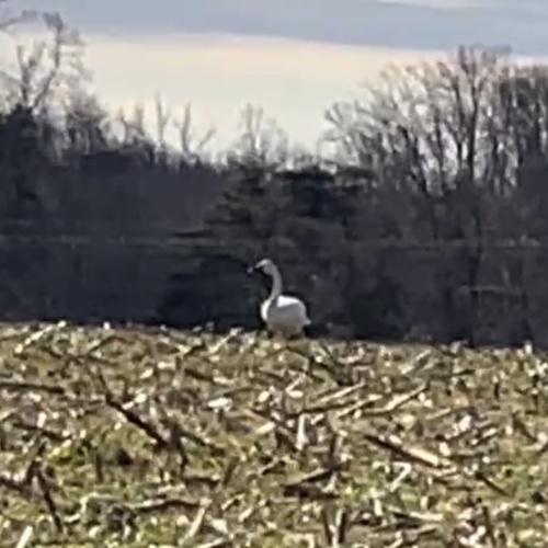 Tundra Swan (Cygnus columbianus), photo 5
