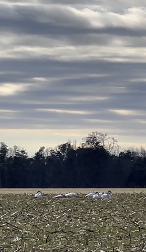 Tundra Swan (Cygnus columbianus), photo 6