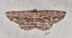 Scioglyptis chionomera