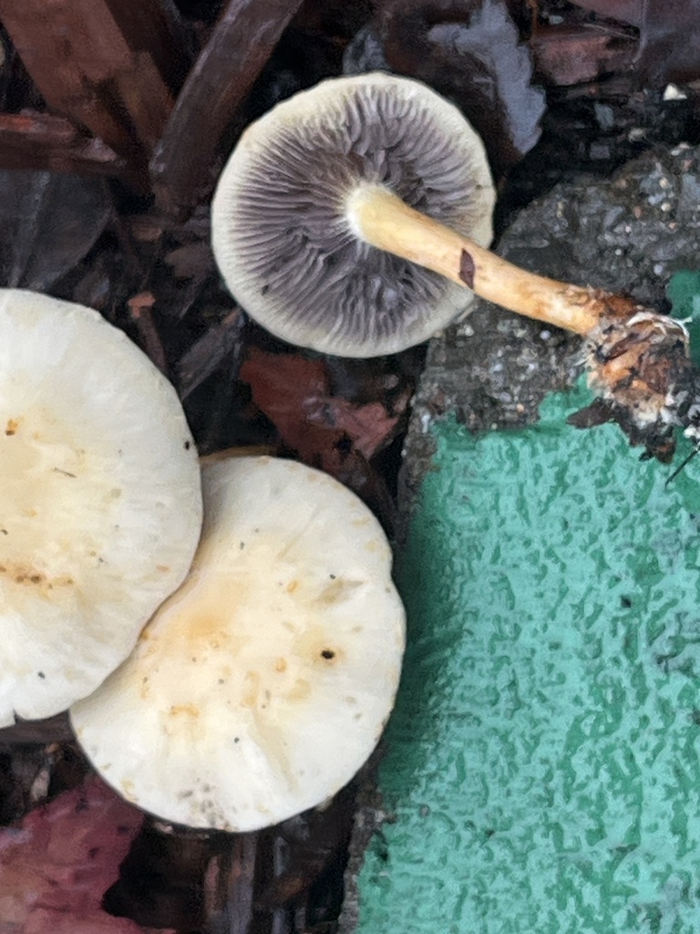 Leratiomyces percevalii · January 2026 · photo: © joqatana (iNaturalist, cc-by)