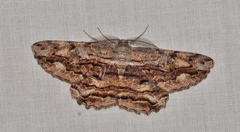 Scioglyptis lyciaria