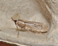 Ubida ramostriellus