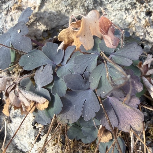 Wild columbine