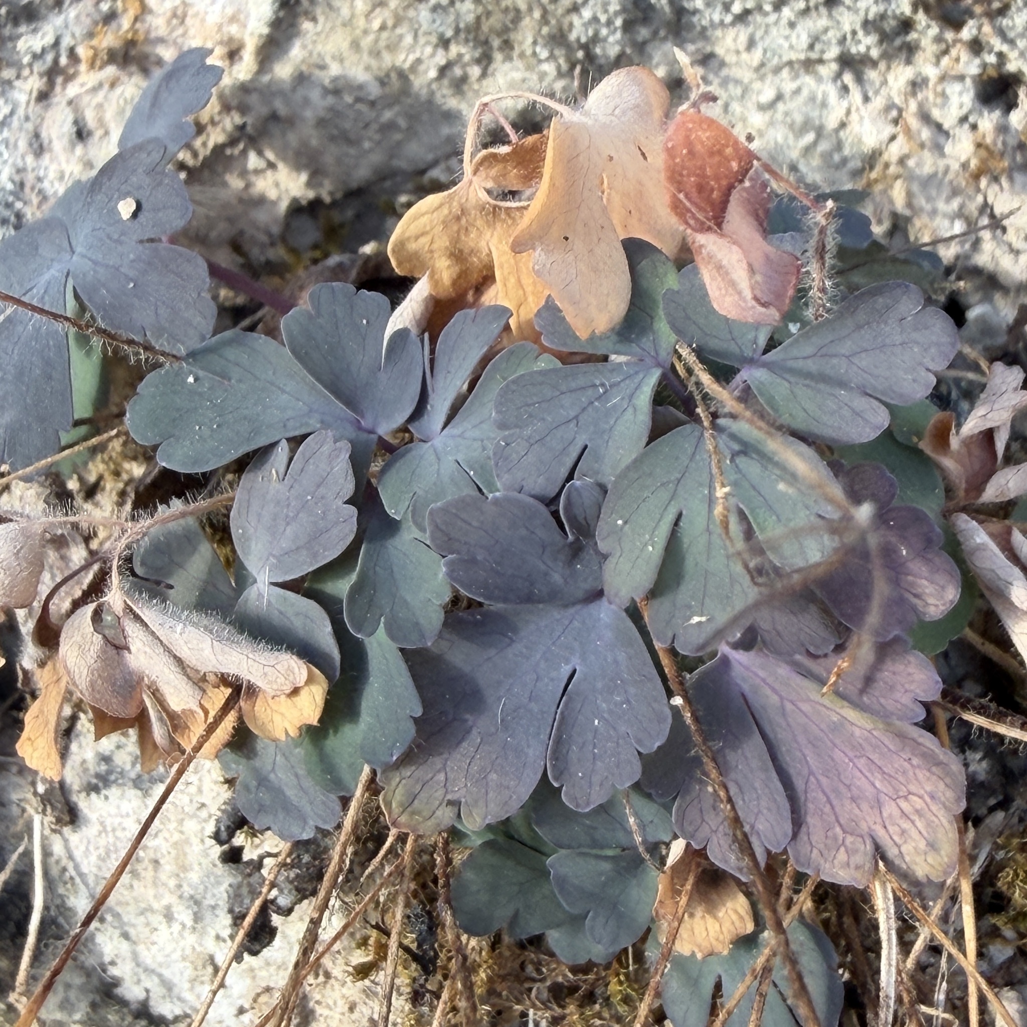 Aquilegia canadensis
