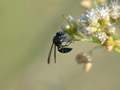 Polybia ruficeps