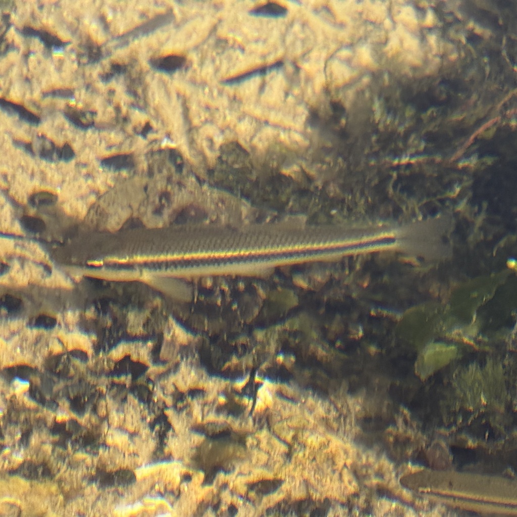 Horneyhead chub (Nocomis biguttatus) — Cyprinidae