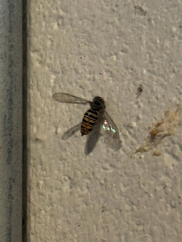 Unknown species found near Old Jamestown Rd, Florissant, MO, US