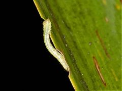 Epiphryne verriculata