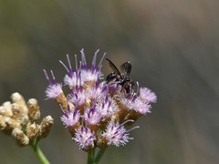 Epanthidium