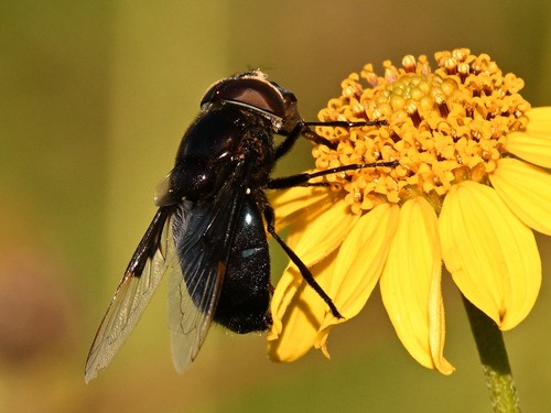 Unknown species found near National Butterfly Center, 3333 Butterfly Pk Dr, Mission, TX 78572, USA