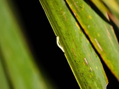 Epiphryne verriculata