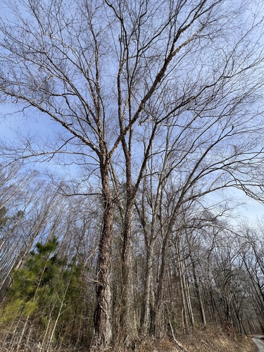 Red birch