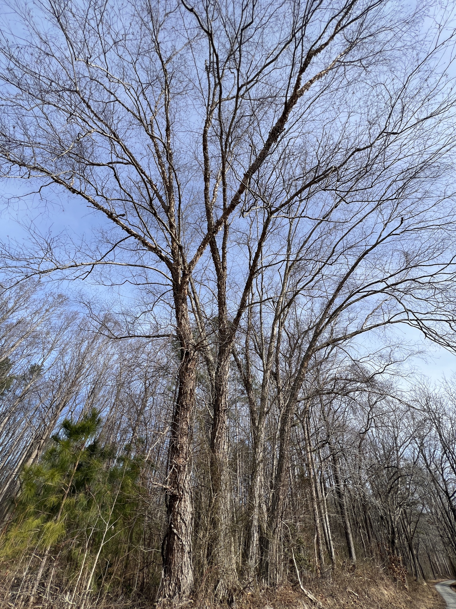 Black Birch (Betula nigra)