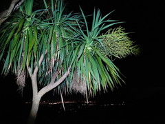 Epiphryne verriculata