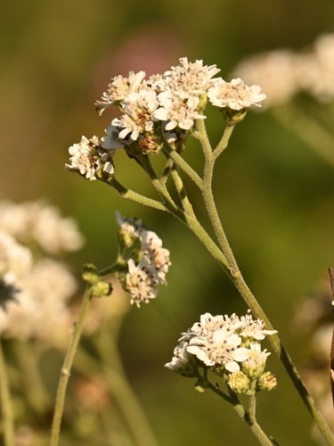Mexican Winged Crown-Beard (Verbesina microptera)