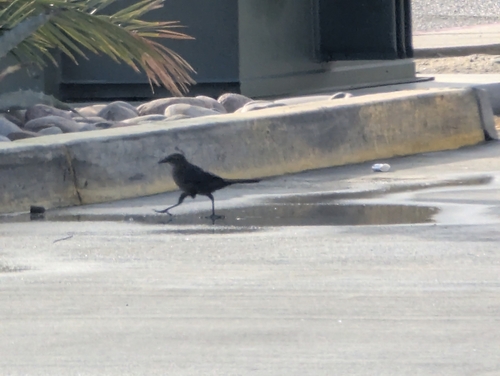 Great-tailed Grackle (Quiscalus mexicanus), photo 1
