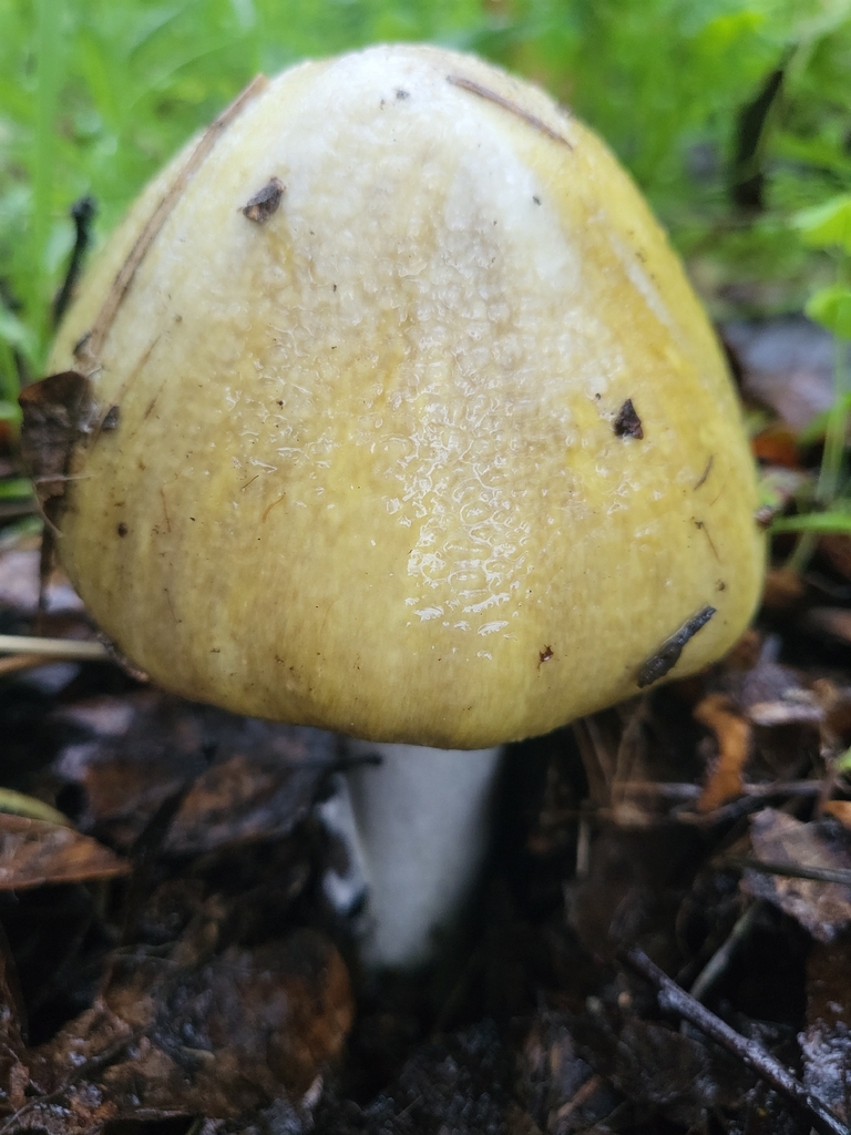 Amanita phalloides · January 2026 · photo: © pbrastow (iNaturalist, cc-by)