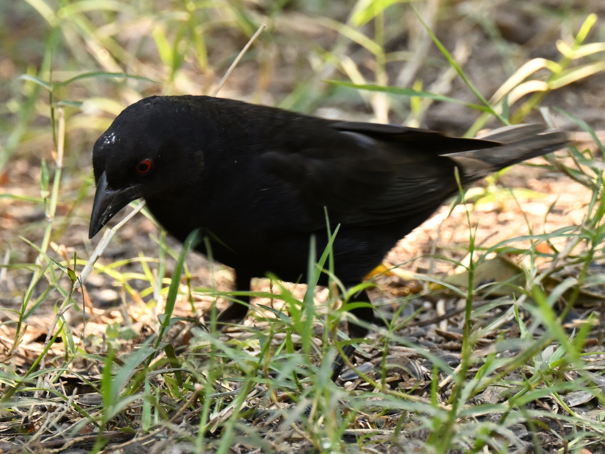 Bronzed Cowbird (Molothrus aeneus), photo 1