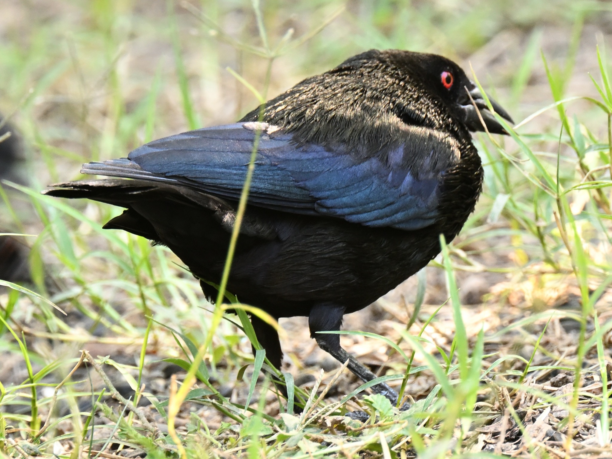 Bronzed Cowbird (Molothrus aeneus), photo 2