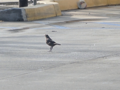 Great-tailed Grackle (Quiscalus mexicanus), photo 2