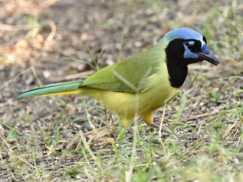 Green Jay (Cyanocorax yncas)