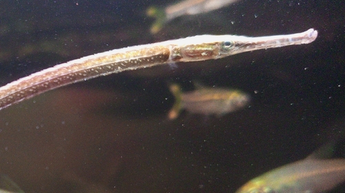 Crocodile-tooth pipefish (Microphis cuncalus) — Syngnathidae — 2