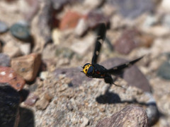 Hyperalonia morio morio