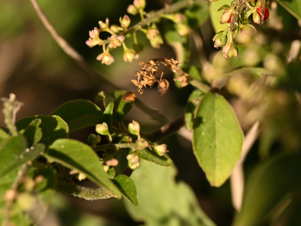Diệp sơn – Rivina humilis