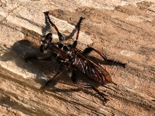 Unknown species found near National Butterfly Center, 3333 Butterfly Pk Dr, Mission, TX 78572, USA
