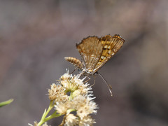 Sertania guttata