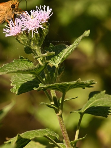 Tamaulipa azurea, photograph 4